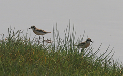 Charadrius pecuarius
