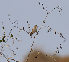 Cisticola cherina