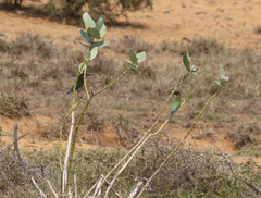 Merops superciliosus