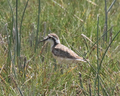 Charadrius pecuarius