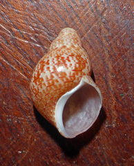 Phasianellidae