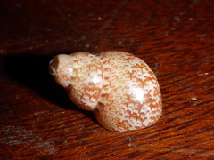 Phasianellidae