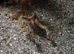 Acentronura breviperula