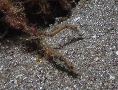 Acentronura breviperula