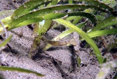 Acentronura breviperula