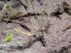 Acentronura breviperula