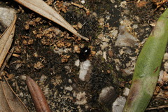 Loboptera decipiens decipiens