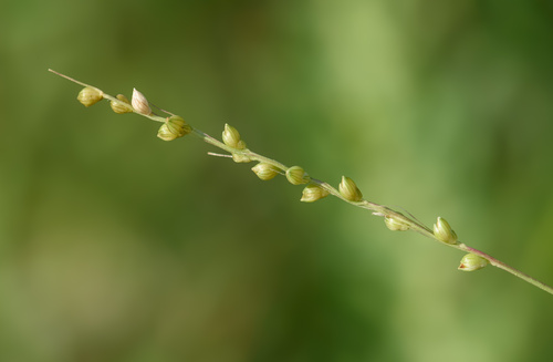 Setaria reverchonii ssp. firmula