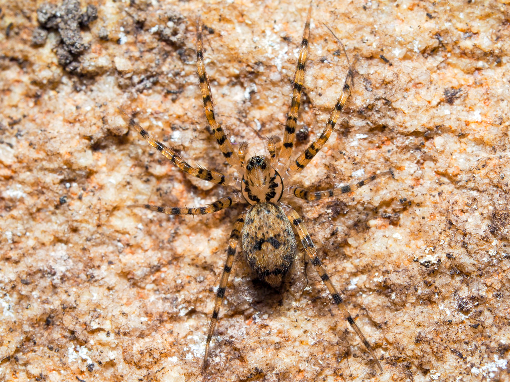 Intertidal and scuttle spiders