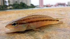 Diplectrum bivittatum