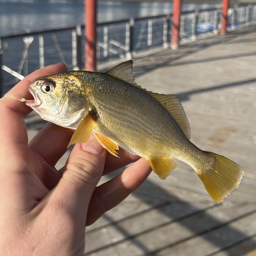 Pacific drum (Larimus pacificus) — Sciaenidae