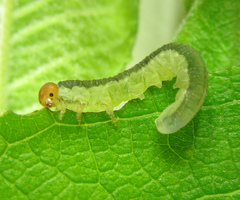 Euura longiserra