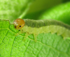 Euura longiserra