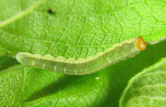 Euura longiserra