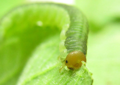Euura longiserra