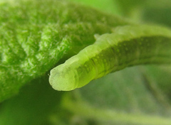 Euura longiserra