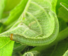 Euura longiserra