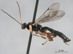 Schizopyga
