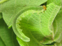Euura longiserra