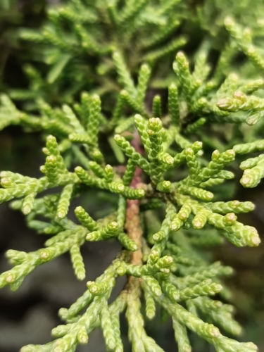 Juniperus canariensis, photograph 5