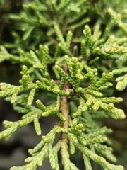 Juniperus canariensis, photograph (c) Diego Rodríguez Hernández, some rights reserved (CC BY)