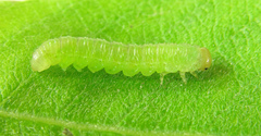 Euura longiserra