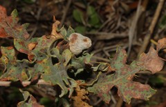 Sphaerulina quercicola