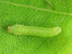 Euura longiserra