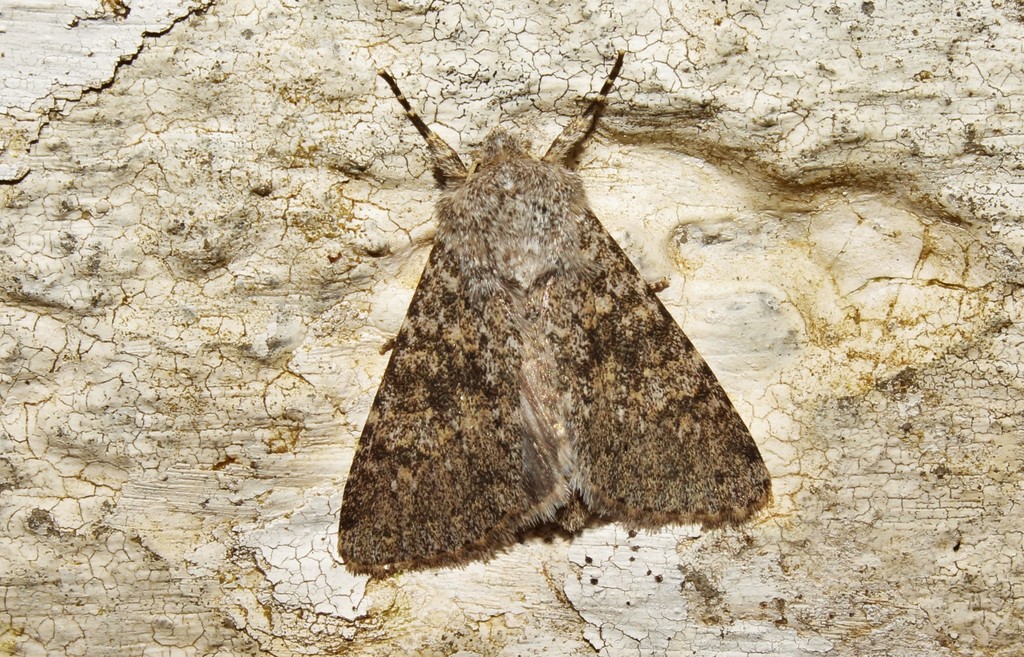 Aporophyla canescens