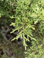 Juniperus canariensis, photograph (c) Diego Rodríguez Hernández, some rights reserved (CC BY)