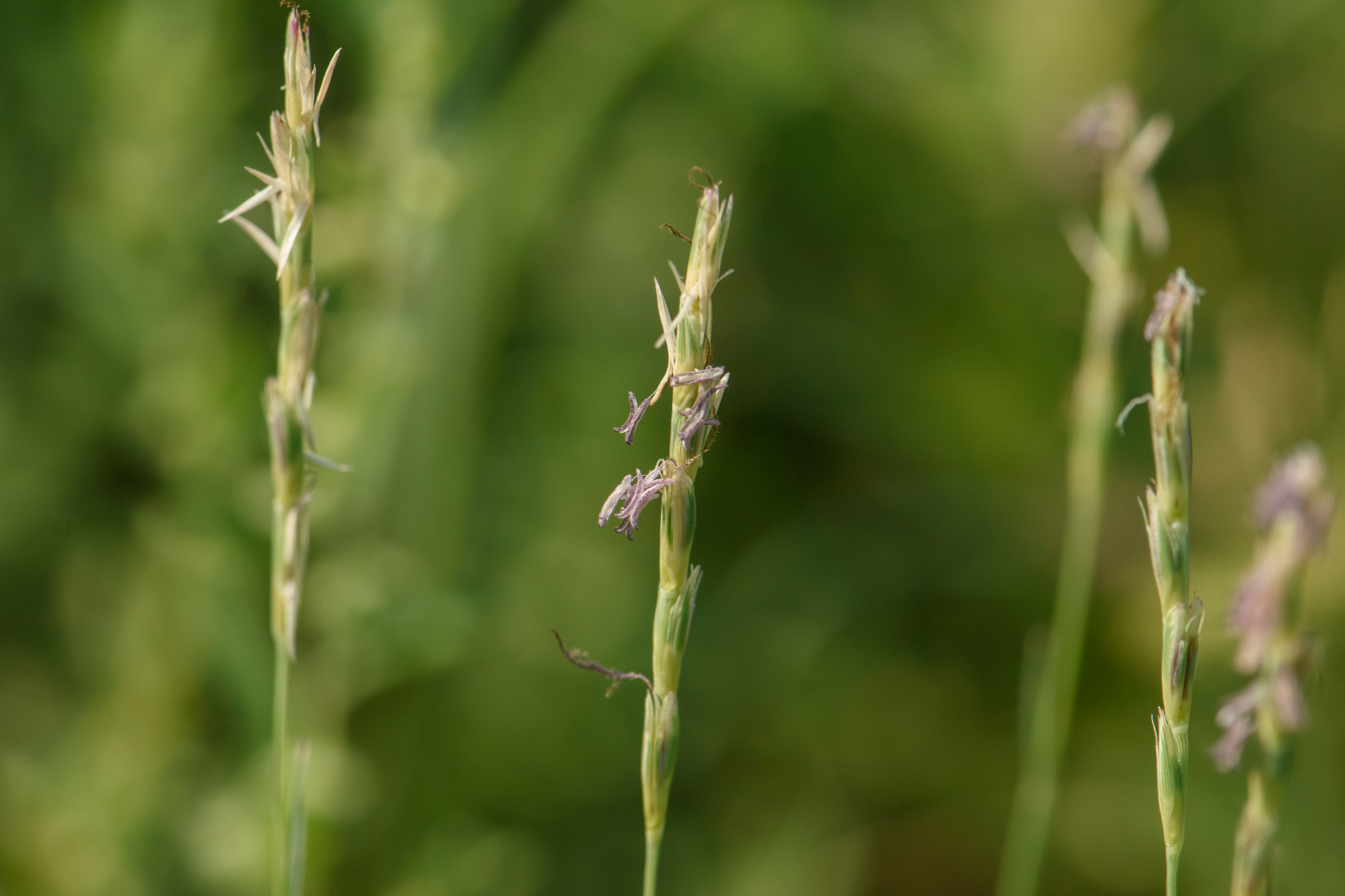 Hilaria belangeri var. belangeri