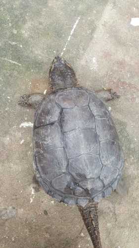 Central American Snapping Turtle
