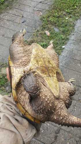 Central American Snapping Turtle