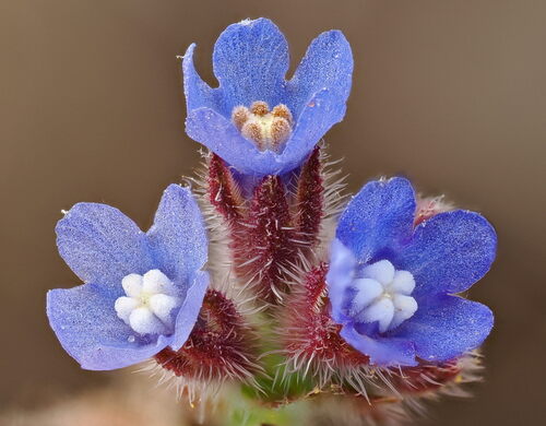 Anchusa officinalis L.
