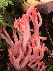Ramaria araiospora