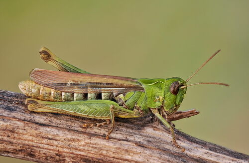 Bow-winged Grasshopper