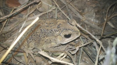 Duttaphrynus melanostictus