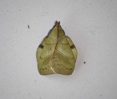 Radhica elisabethae