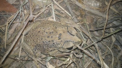 Duttaphrynus melanostictus