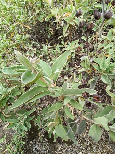 Cistus chinamadensis, photograph 5