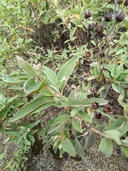Cistus chinamadensis, photograph (c) Diego Rodríguez Hernández, some rights reserved (CC BY)