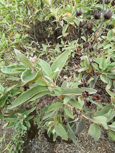 Cistus chinamadensis, photograph 6