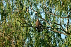 Accipiter cooperii