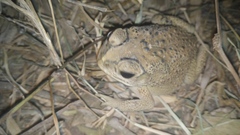 Duttaphrynus melanostictus