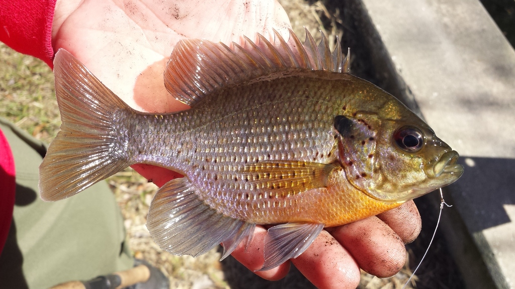 Bluegill × Spotted Sunfish