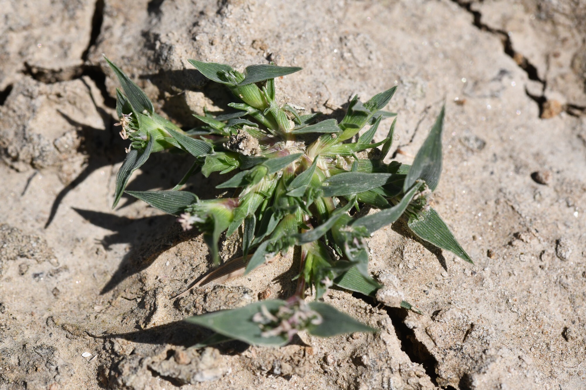 Sharp-Leaved Grass (Sporobolus aculeatus)