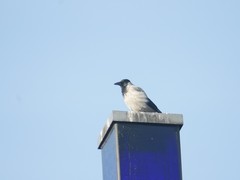 Corvus cornix
