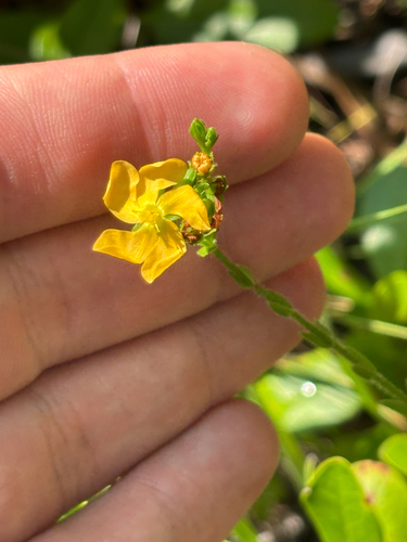 Hairy St. Johnswort (Hypericum setosum)