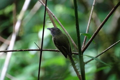 Oncostoma cinereigulare