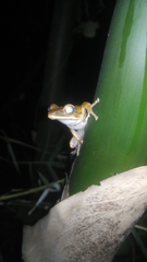 Polypedates leucomystax